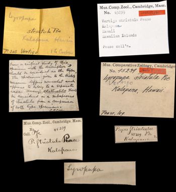 Media type: image;   Malacology 45239 Aspect: labels